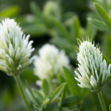 Kalvasapila - Trifolium ochroleucon