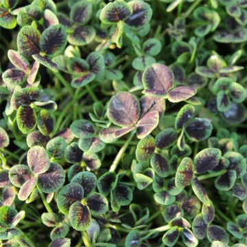 Valkoapila Pentaphyllum