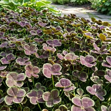 Valkoapila Quadrifolium Purpureum