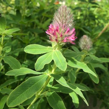 Rusoapila - Trifolium rubens