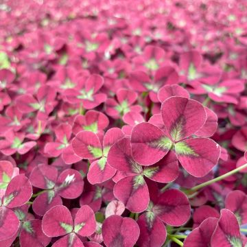 Valkoapila Angel Clover Beauty