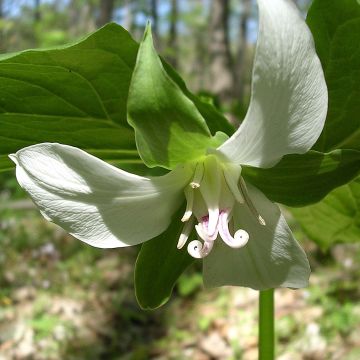 Kolmilehti - Trillium flexipes