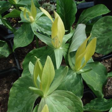 Keltakolmilehti keltainen - Trillium luteum