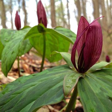 Kastanjakolmilehti - Trillium sessile