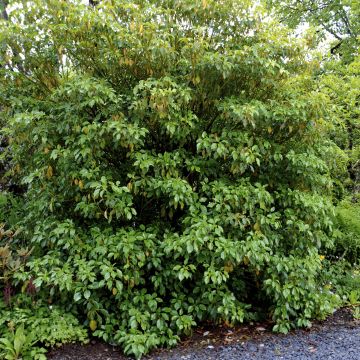 Rataspuu - Trochodendron aralioides