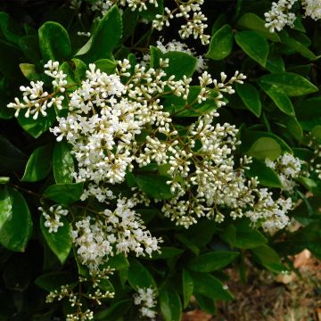 Japaninlikusteri - Ligustrum japonicum