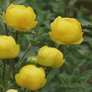 Tarhakullero Lemon Queen