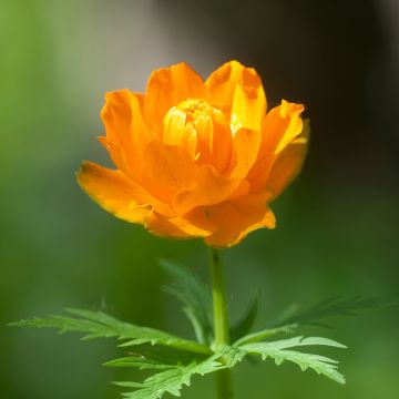 Aasiankullero - Trollius asiaticus