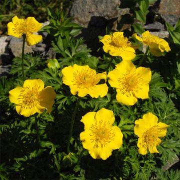 Pikkukullero - Trollius pumilus