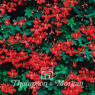 Liekkiköynnöskrassi (siemenet) - Tropaeolum speciosum