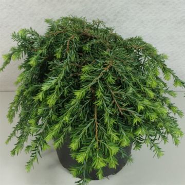 Kanadanhemlokki Cole’s Prostrate