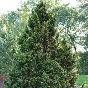 Kanadanhemlokki - Tsuga canadensis