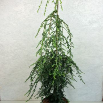 Kanadanhemlokki Pendula