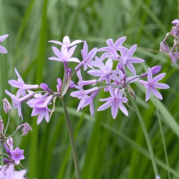 Kuvernöörinkukka - Tulbaghia violacea