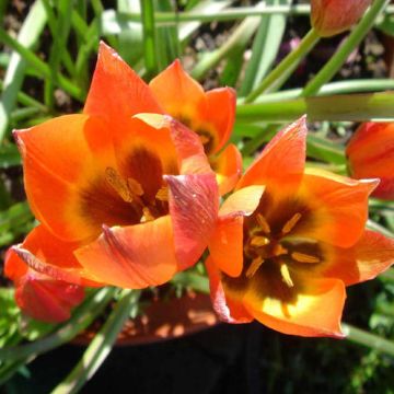 Pikkutulppaani Little Princess