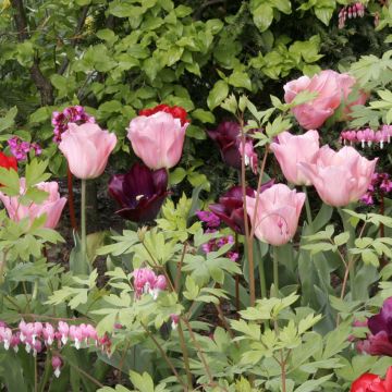 Triumftulppaani Beauty Queen
