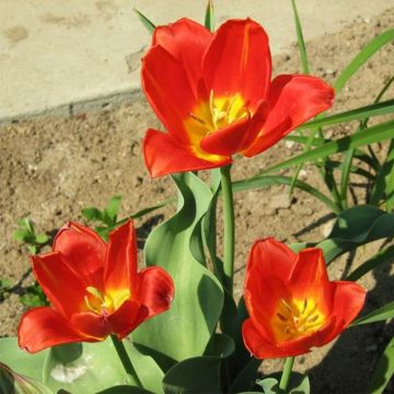 Kasvitieteellinen tulppaani - Tulipa vvedenskyi