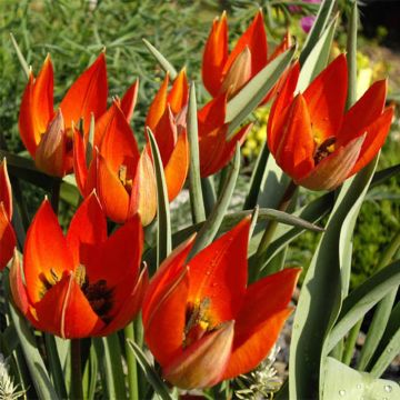 Kasvitieteellinen tulppaani - Tulipa whittallii