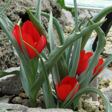 Kasvitieteellinen tulppaani - Tulipa wilsoniana