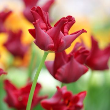 Coronet-tulppaani Red Dress
