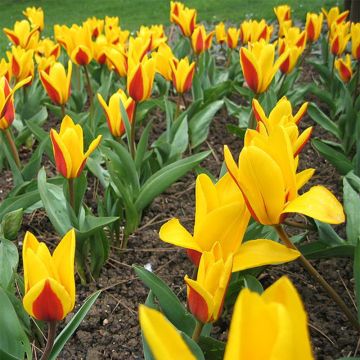 Lummetulppaani Goudstuck