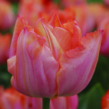 Triumftulppaani Jochem