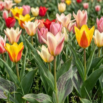 Lummetulppaani Rainbow Mix