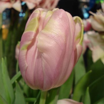 Myöhäinen yksinkertainen tulppaani Air