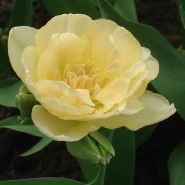 Myöhäinen kerrottu tulppaani Apricot Angelique