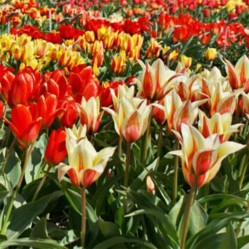 Greigii-tulppaani - Tulipa greigii Mix