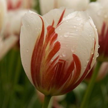 Triumftulppaani Carnaval De Rio