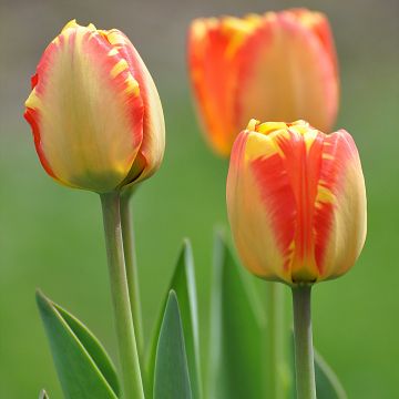 Darwinhybriditulppaani Banja Luka