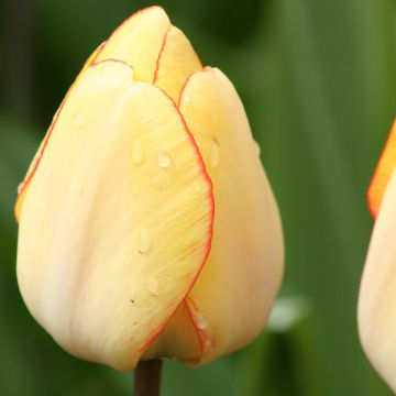 Darwinhybriditulppaani Beauty of Spring