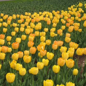 Darwinhybriditulppaani Golden Apeldoorn
