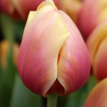 Darwinhybriditulppaani Marit