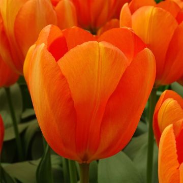 Darwinhybriditulppaani Orange Balloon