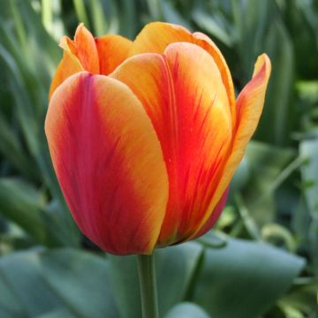 Darwinhybriditulppaani Apeldoorn's Elite