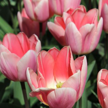 Darwinhybriditulppaani Apricot Delight