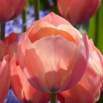 Darwinhybriditulppaani Mystic Van Eijk
