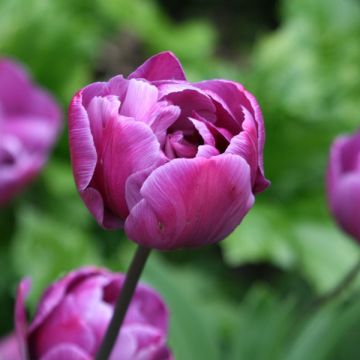Myöhäinen kerrottu tulppaani Blue Diamond