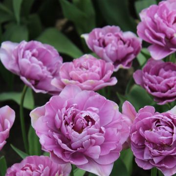 Myöhäinen kerrottu tulppaani Lilac Perfection