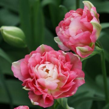 Myöhäinen kerrottu tulppaani Double Sugar