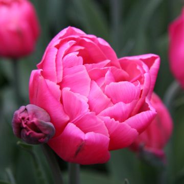 Myöhäinen kerrottu tulppaani Sunset Tropical