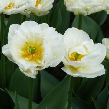 Myöhäinen kerrottu tulppaani Cool