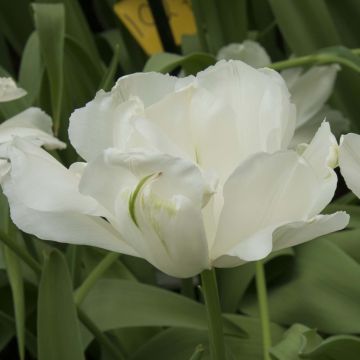 Myöhäinen kerrottu tulppaani Maureen Double