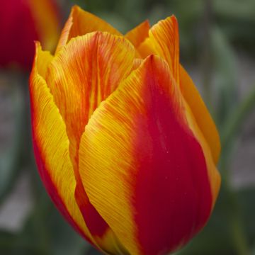 Varhainen yksinkertainen tulppaani Flair