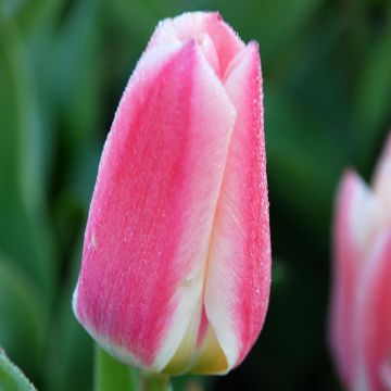 Tulitulppaani Rosy Dream