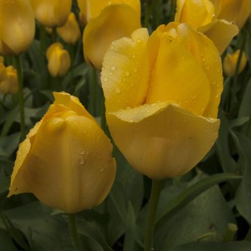 Darwinhybriditulppaani Tulipa