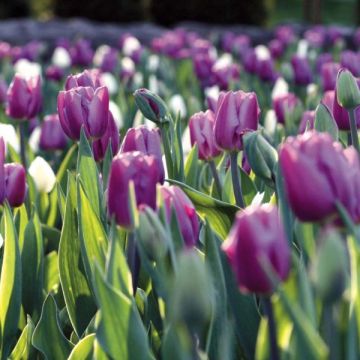 Triumftulppaani Holland Beauty
