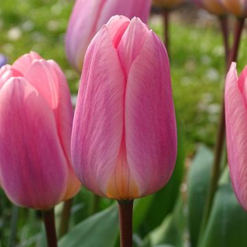 Darwinhybriditulppaani Light and Dreamy